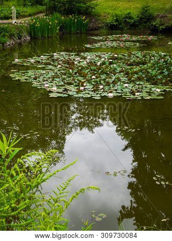 Water Lillies , Water Lily , Lotus In Pond