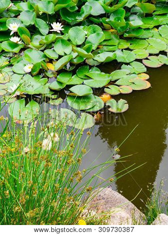 Beauty Water Lilly Flower With Green Leaves In Old Pond. Link Blossom.summer Background.