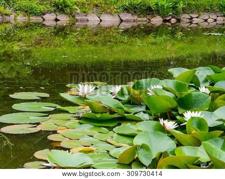 Beauty Water Lilly Flower With Green Leaves In Old Pond. Link Blossom.summer Background.