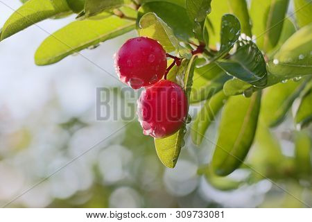 Carunda Or Karonda Fresh Fruit Red Color Freshness Herb On Tree With Raindrop In The Garden