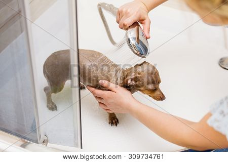 Woman Taking Care Of Her Little Dog. Female Washing, Cleaning Pinscher Ratter Prazsky Krysarik Under