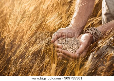 Close Up Of Farmer's Hands Holding Organic Einkorn Wheat Seed On The Field At The Sunset
