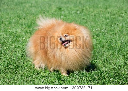 Cute Pomeranian Spitz Puppy Is Standing On A Spring Meadow. Deutscher Spitz Or Zwergspitz.