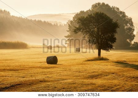 A Misty Morning On A Meadow With A Tree In The Middle