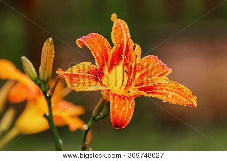 Beautiful Yellow Red Lily In The Garden