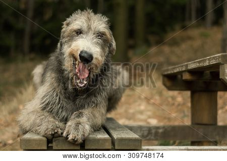 Irish Wolfhound, Big Gray Yawning Dog Lying On A Bench In The Woods