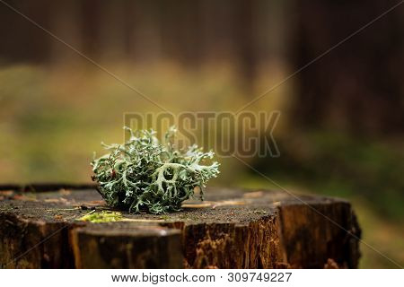 A  Lichen On A Stump In A Forest With A Blurred Background.