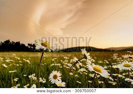 Landscape With Daisy In The Foreground. Nature Background.