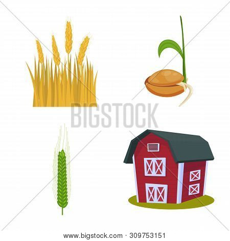 Vector Design Of Wheat And Corn Icon. Collection Of Wheat And Harvest Stock Symbol For Web.