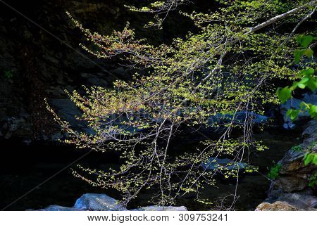 North Korean Scenery. Mountain Forest. A Tree Branch Stretching Over Mountain Creek. Ulim Waterfall 