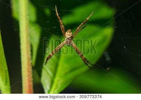 Multi-colored Argiope Spider is knitting fiber to trap insects in nature.