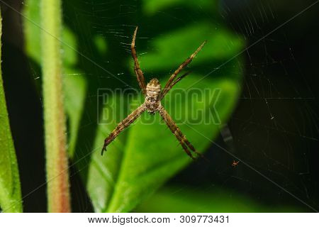 Multi-colored Argiope Spider is knitting fiber to trap insects in nature.