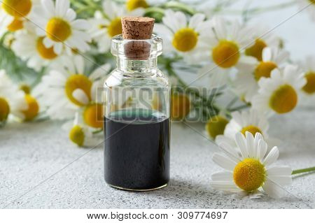 A Bottle Of Dark Blue German Chamomile Essential Oil And Fresh Flowers On A Bright Background