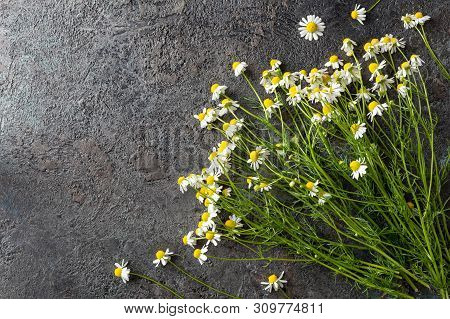 German Chamomile Flowers On A Dark Background With Copy Space