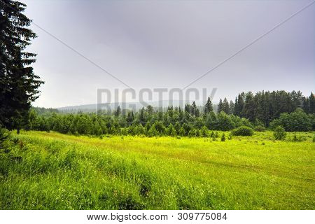 Summer Meadow Landscape With Green Grass And Wild Flowers On The Background Of A Coniferous Forest O