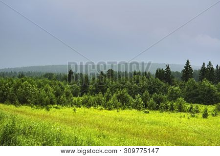 Summer Meadow Landscape With Green Grass And Wild Flowers On The Background Of A Coniferous Forest O