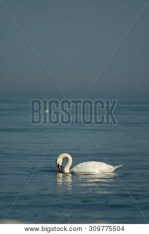Beautiful White Dignified Swans Resting On The Blue Calm Water Of The Baltic Sea