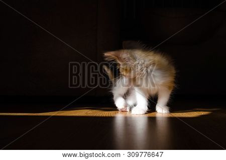 The Maine Coon Kitten Plays With Its Tail On The Floor Brightly Lit By The Sun.