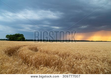 Storm Cyclones And Mesocyclones Over The Fields With A Crop Of Wheat. Rainy Dark Clouds In The Sunse