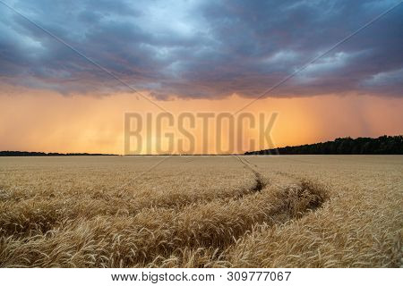 Storm Cyclones And Mesocyclones Over The Fields With A Crop Of Wheat. Rainy Dark Clouds In The Sunse