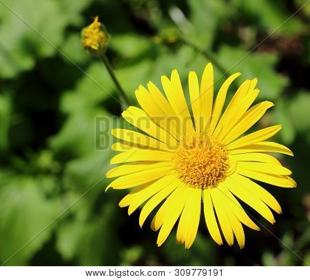 Summer Yellow Flowers Doronicum