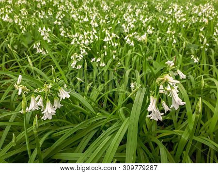 A Carpet Of Three-cornered Garlic Flowers In The Woods