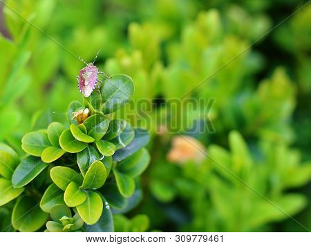 Bedbug On A Green Bush