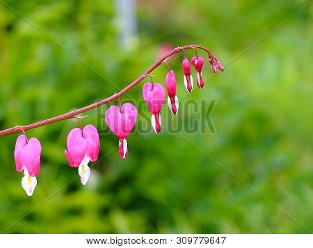 Branch Of Bleeding Heart Flowers
