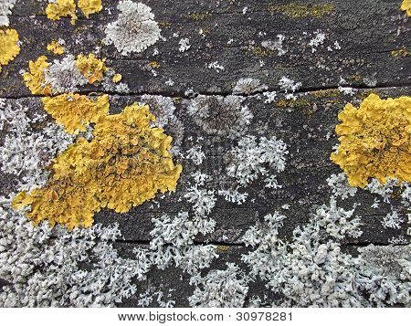 Lichen