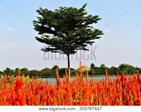 Red Flowers With Huge Tree In Front Of The Lake