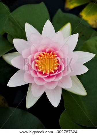 Pink Lotus In The Small Lake In Garden