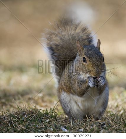 Mordiscando Squirel