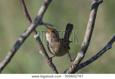 The Marsh Wren (cistothorus Palustris),small North American Songbird In The Natural Environment
