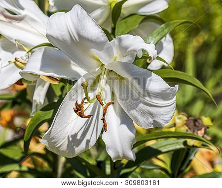 Oriental Casa Blanca Lily In Full Bloom.