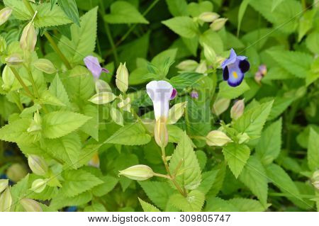Pink Wishbone (torenia Fournieri) Flowers On The Garden