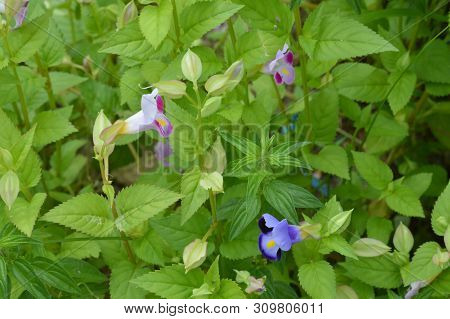 Pink Wishbone (torenia Fournieri) Flowers On The Garden