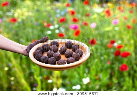 Woman Is Holding Fresh Produced Seed Balls Or Seed Bombs In Front Of A Colorful Flower Field
