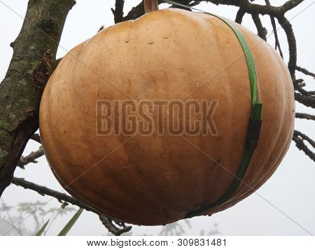 Pumpkin Tied To The Tree, Its A Style Of Storing Pumpkins In Tribal Areas In A Foggy Morning