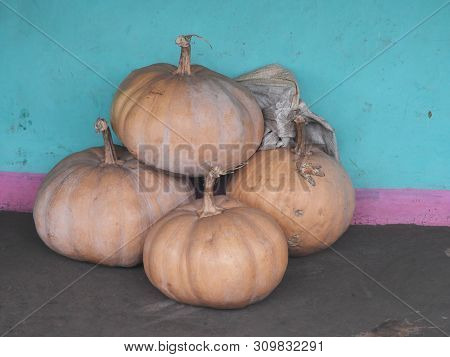 Pumpkins In Tribal Areas In A Foggy Morning