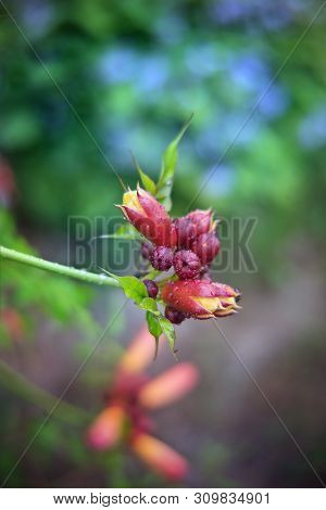 Campsis Radicans Flower Blossom After Rain