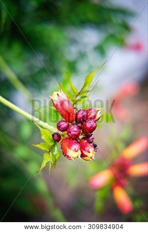 Campsis Radicans Flower Blossom After Rain