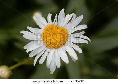 Flower Of A Max Chrysanthemum, Leucanthemum Maximum