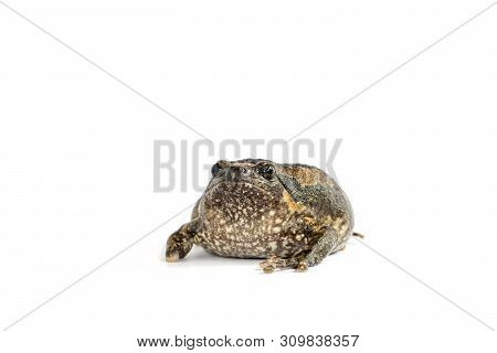 Bullfrog (kaloula Pulchra) Isolated On White Background.