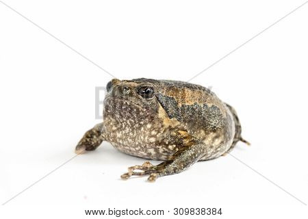 Bullfrog (kaloula Pulchra) Isolated On White Background.