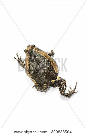 Bullfrog (kaloula Pulchra) Isolated On White Background.