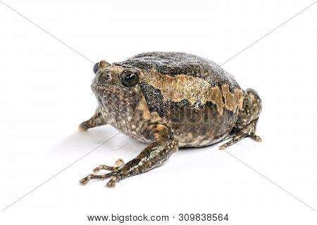 Bullfrog (kaloula Pulchra) Isolated On White Background.