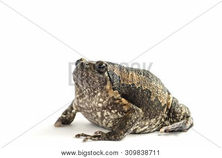 Bullfrog (kaloula Pulchra) Isolated On White Background.