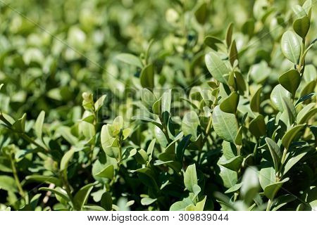 Leaves Of A Common Box Bush, Buxus Sempervirens.