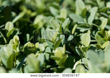 Leaves Of A Common Box Bush, Buxus Sempervirens.