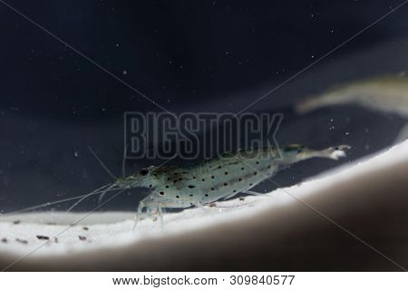 Amano Shrimp, Caridina Multidentata